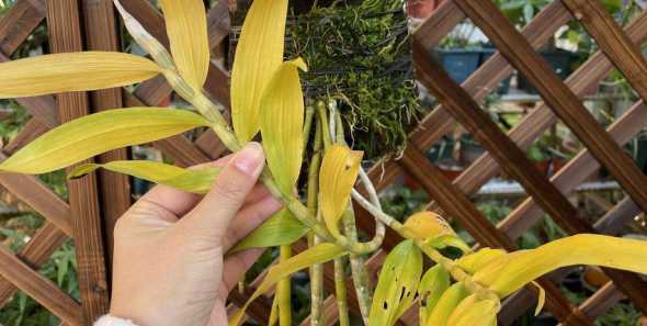 石斛兰花败后怎么处理 石斛兰花叶子发黄怎么办