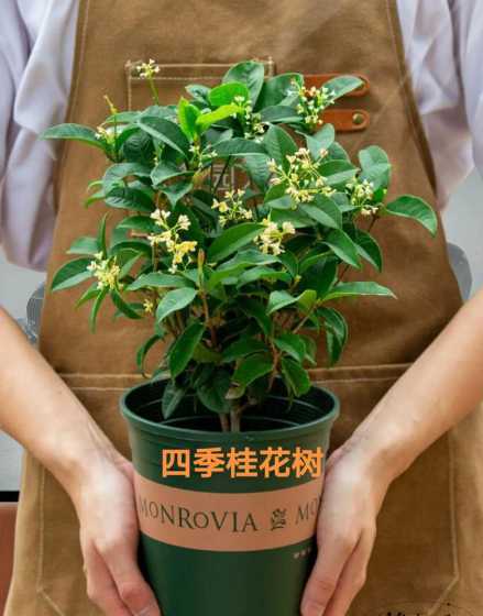 桂花室内怎么养殖方法 桂花的室内养殖方法