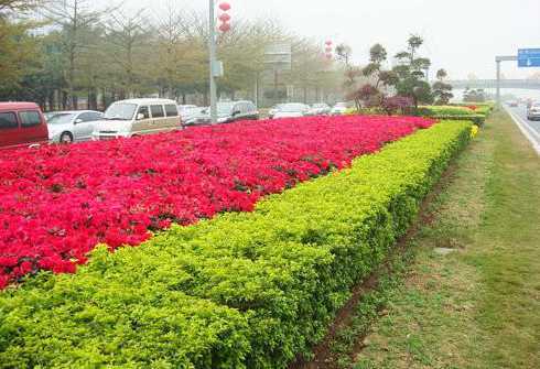 道路两边种的什么植物 绿化带两侧是什么车道