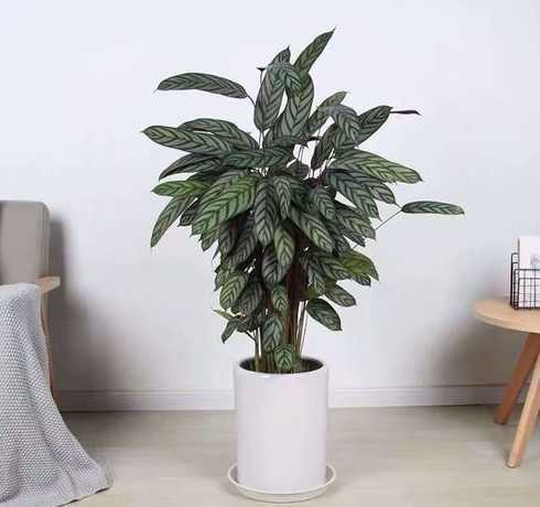 飞羽盆栽适合属什么养 这是什么花