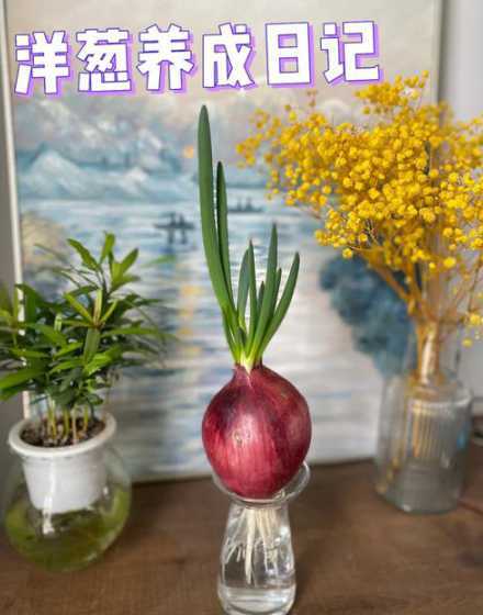 怎么种洋葱种植方法 洋葱怎么种植