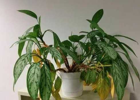 温度太低怎么保护盆栽 冬季花卉怎么防冻