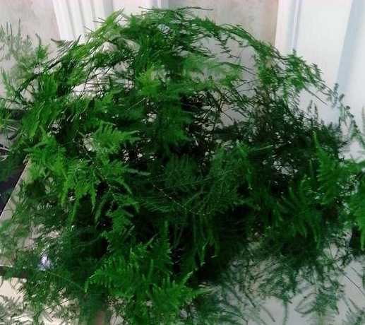 文竹冬天室外怎么过冬 盆栽文竹可以在室外过冬吗 文竹的冬季养护方法