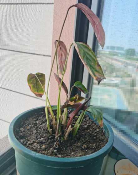 竹芋叶子矮是什么原因 竹芋叶子蔫了怎么办,打蔫原因及补救方法