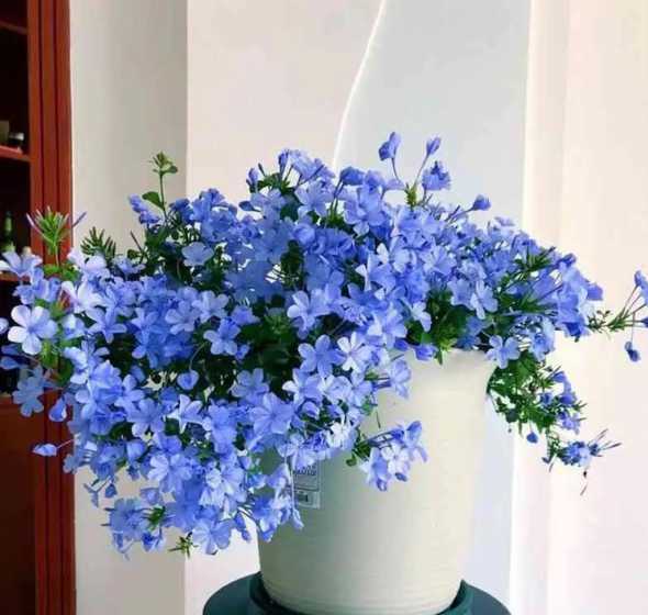 蓝雪花什么季节做造型 蓝雪花怎么造型
