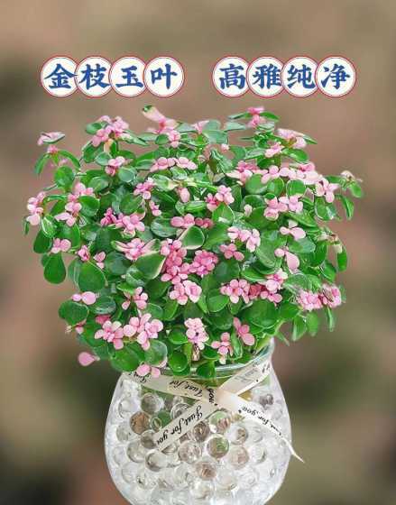 金枝玉叶怎么养才变红 金枝玉叶叶子怎么养成红色