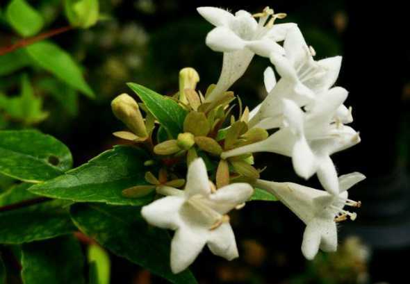 白花是什么季节开放的 百合花什么季节开花