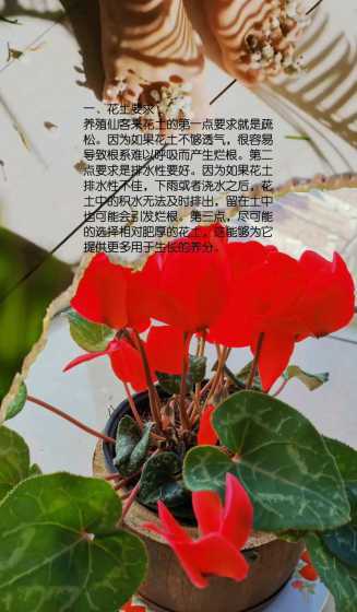 仙客来可以用什么土种 仙客来需要施什么肥