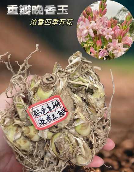 晚香玉怎么种植和养护 晚香玉的种植方法