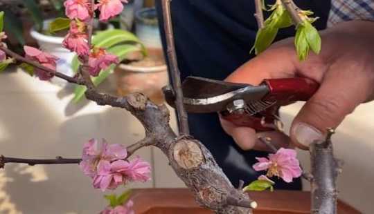 盆栽梅花怎么修剪造型 梅花修剪方法