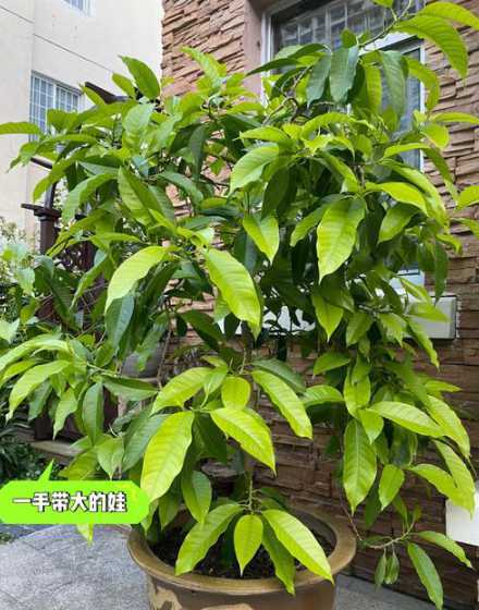 白兰冬天什么时候浇水 盆栽白兰花冬季怎么浇水