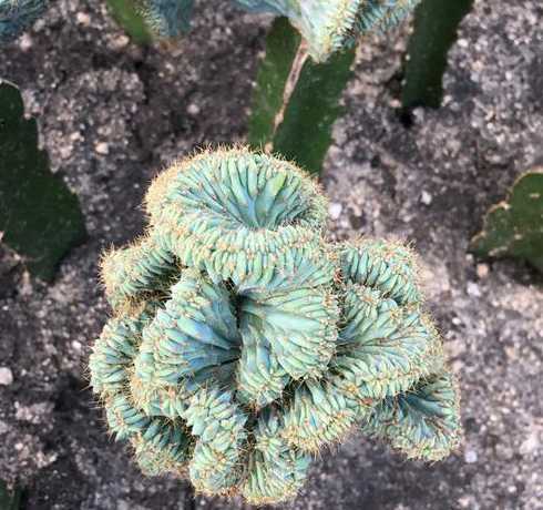 多肉植物龙神怎么养 多肉秋天怎么养