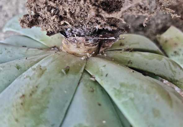 多肉生白色虫子怎么办 多肉植物上有白色小虫子怎么处理