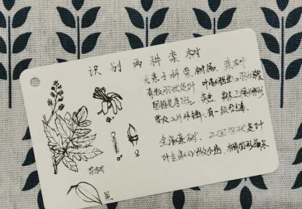 北栾树和栾树什么区别 栾树是什么树