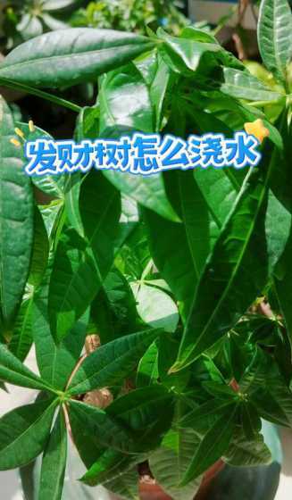 发财树浇水过多怎么办 发财树水浇多了怎么办,应该怎么挽救回来