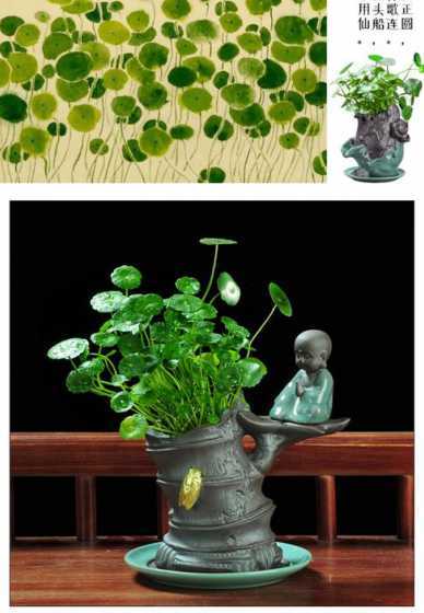 水培铜钱草为什么长花 铜钱草水培为什么烂