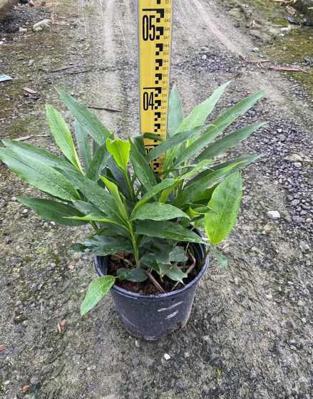 生姜盆栽怎么种植姜花 生姜可以开花么开出的花是姜花么