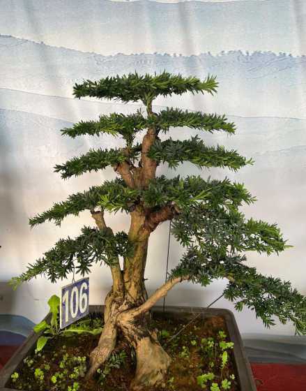 盆景罗汉松用什么土种 盆栽罗汉松的养殖方法