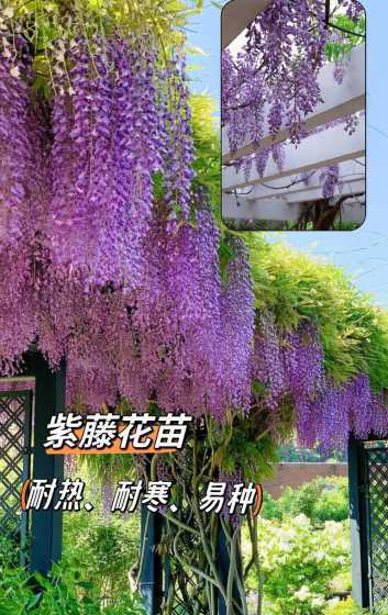 不同的紫藤苗都多少钱 紫藤苗发芽后一直不涨是什么原因