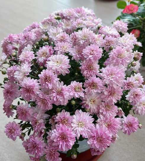 球菊怎么种植养殖方法 乒乓球菊可以在田间种植吗