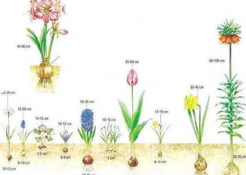 球根花卉与宿根花卉区别 一二年草本花卉,宿根花卉,球根花卉有哪些相同点和不同点