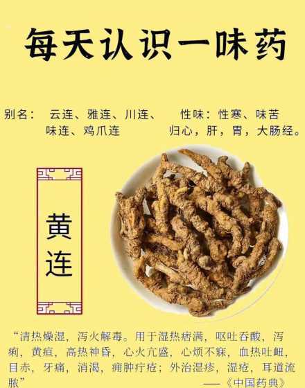 黄连与黄连有什么区别 大黄和黄连的区别
