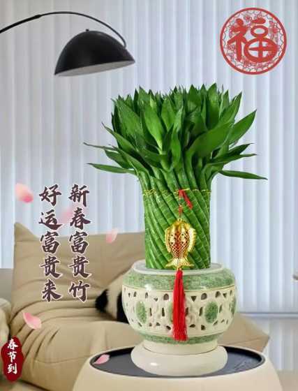富桂竹放在什么位置好 客厅阳台摆放什么招财