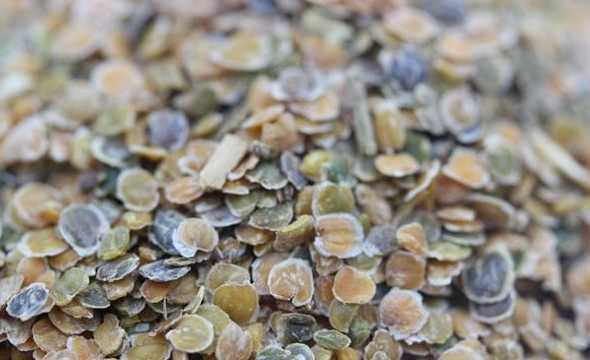 紫罗兰种子是什么样子 紫罗兰的种子是什么样子的