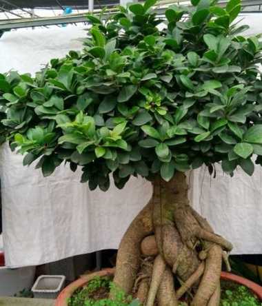 盆栽榕树怎么换盆 榕树怎么换土,换盆换土注意事项