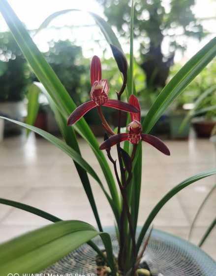 夏季阳台兰花怎么养护 兰花在夏天怎么保养为好