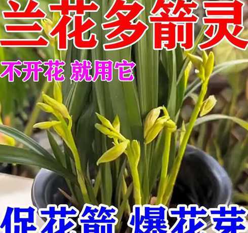 兰花需要放些什么营养 兰花需要什么营养