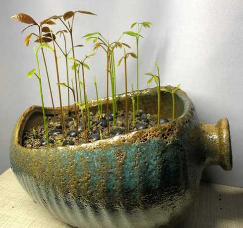 桂圆怎么种植盆栽干的 如何种植桂圆盆栽的种植方法