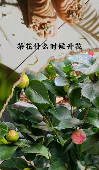 河南茶花什么时候开花 茶花什么时间开花几点几分钟