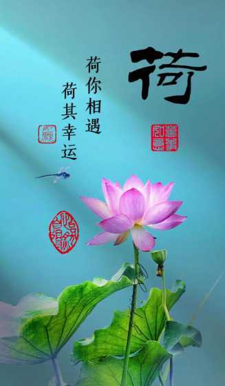 荷花的代表寓意是什么 荷花的寓意是什么
