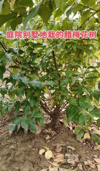 移栽腊梅树要注意什么 腊梅什么时候移栽