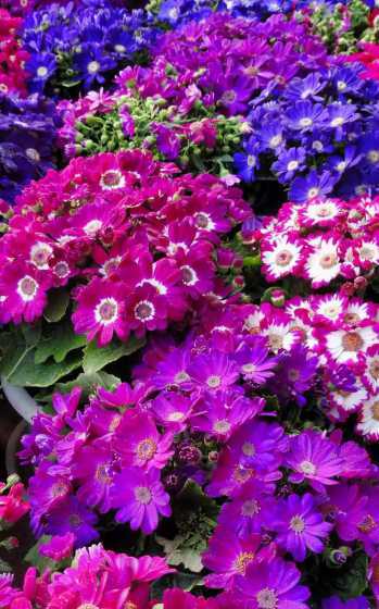 瓜叶菊的花为什么形状 瓜叶菊花的特性是什么
