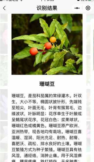 珊瑚豆花什么时候开花 月季花什么时候开花
