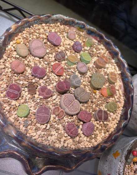 生石花为什么根系不好 椰砖土种菜为什么不长