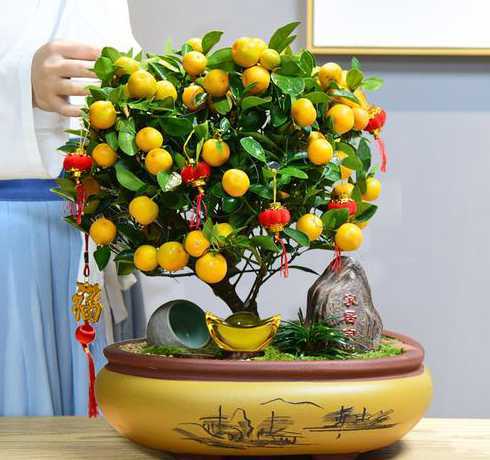 冬天桔树盆栽怎么管理 北方盆栽桔子树怎么养