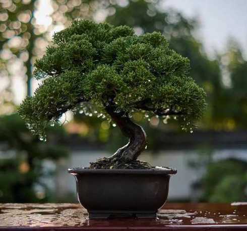 盆景冬天怎么养护防寒 对节白蜡盆景在冬天怎么养护