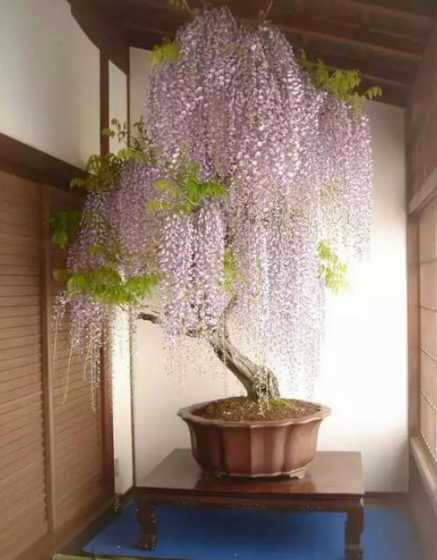 紫藤盆栽盆景怎么养护 紫藤花盆景怎么养 盆栽紫藤花养殖方法与注意事项