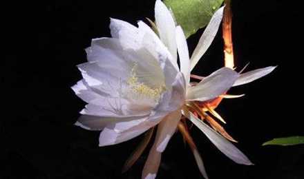 昙花为什么花期短原因 昙花开花只有3到4小时是为了什么