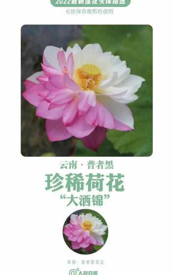 荷花怎么样才能长得大 荷花的大小是多少急啊