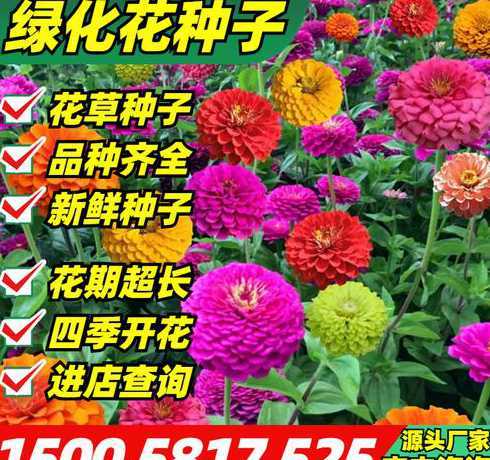 现在季节播什么花种子 适合夏季播种的花种子