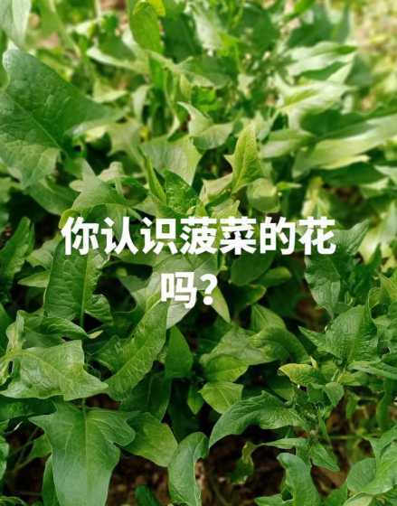 长得像菠菜的花叫什么 和菠菜长的比不多开黄花是什么花啊