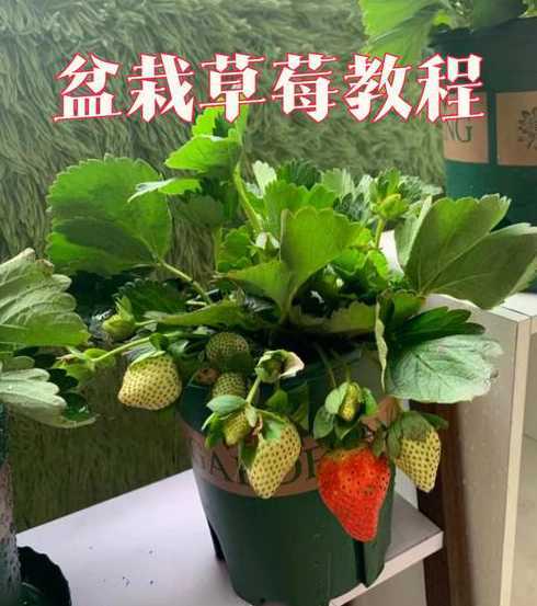 草莓怎么种植盆栽方法 草莓怎么种植方法 在家