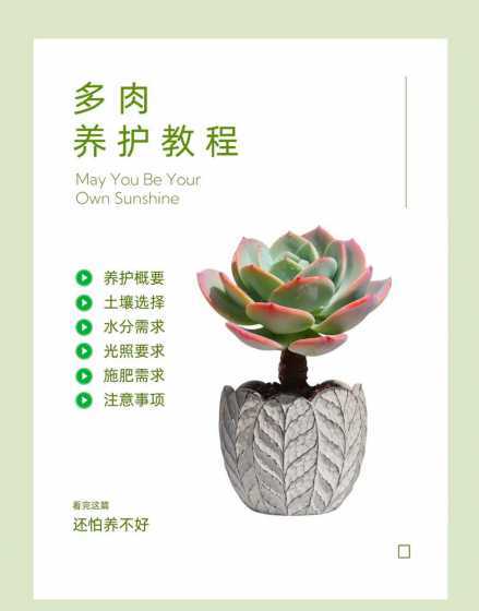 冬天多肉植物怎么养护 冬天的多肉植物怎么养