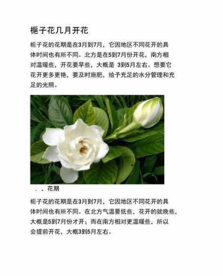 栀子花花什么季节开花 栀子花什么季节开花