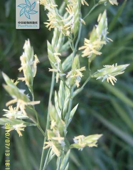 高羊茅什么季节撒合适 百喜草目前种子什么时候种植合适