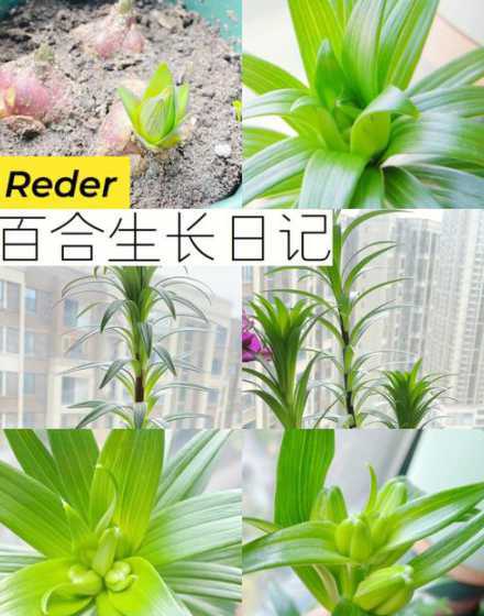 百合花为什么不长起来 百合花长太高怎么处理,百合徒长能导致不开花吗